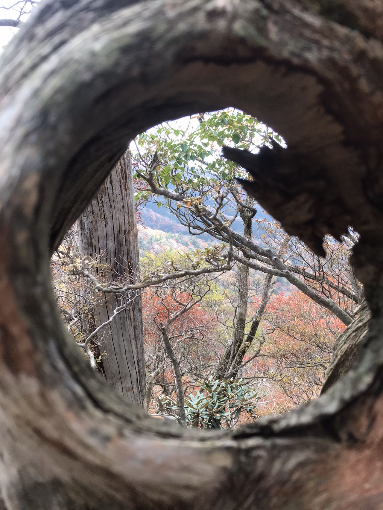 親父山 障子岳 黒岳 三尖山19 11 04 ともろさんの祖母山の活動データ Yamap ヤマップ