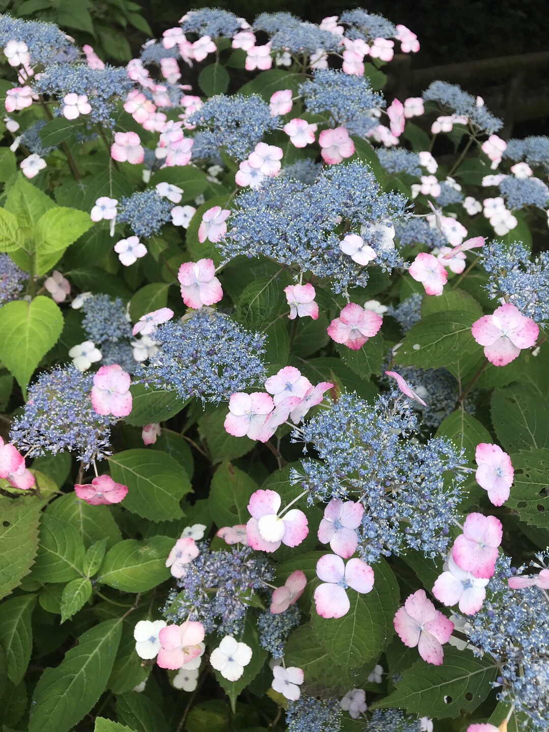 トケイソウ咲く二ヶ領用水へ 国分寺市の写真18枚目 ガクアジサイ 花期5 7月 両性花を中心 Yamap ヤマップ