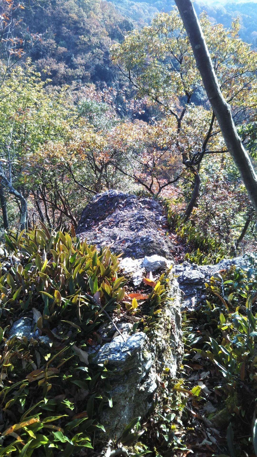 野村山・大谷山 / inojunさんの大谷山・滝谷山・城ヶ峰の活動データ | YAMAP / ヤマップ