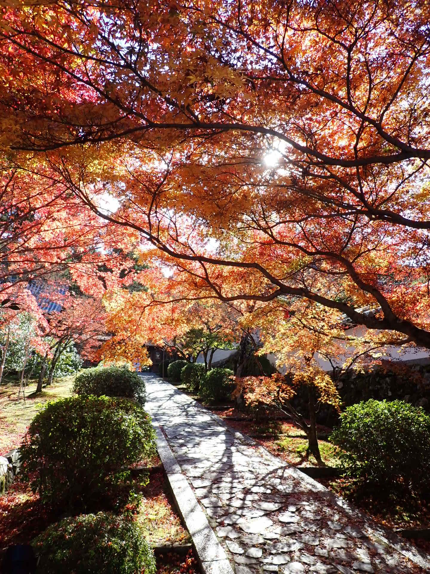 お散歩ランチ 12 甘南備山 一休寺 一休そば 一休庵 酬恩庵一休寺駐車場内 その1 浪花お好み焼き三昧