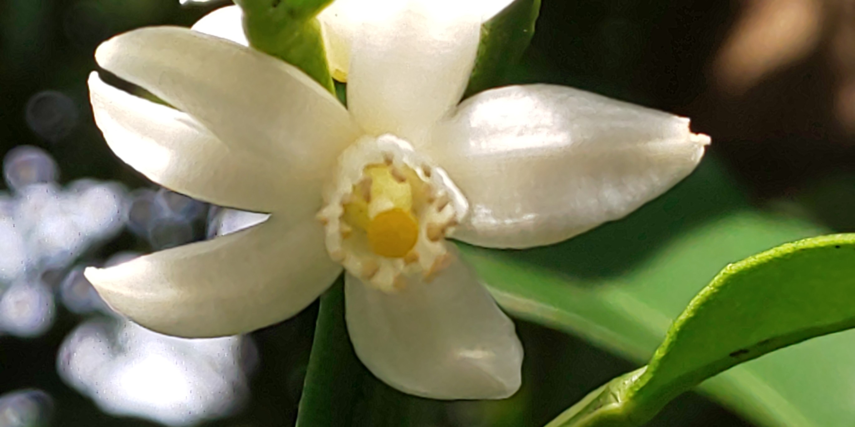 街中ウォーキング 西公園 荒津山 大濠公園 Jijiさんの 公式 福岡市 防災情報含む の活動日記 Yamap ヤマップ