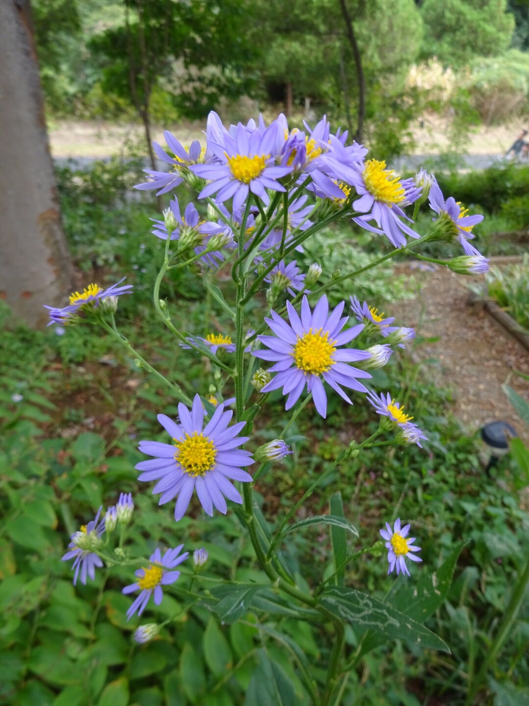 秋の昭和記念公園を散策 ずおずおむさんの国分寺市の活動日記 Yamap ヤマップ