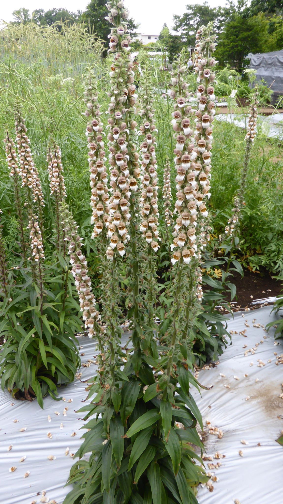 やっと開園 東京都薬用植物園 れおまるさんのウォーキングの活動日記 Yamap ヤマップ