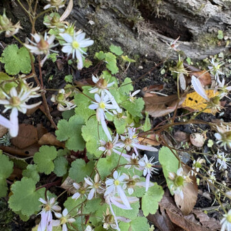 ダイモンジソウ？可愛い🩷