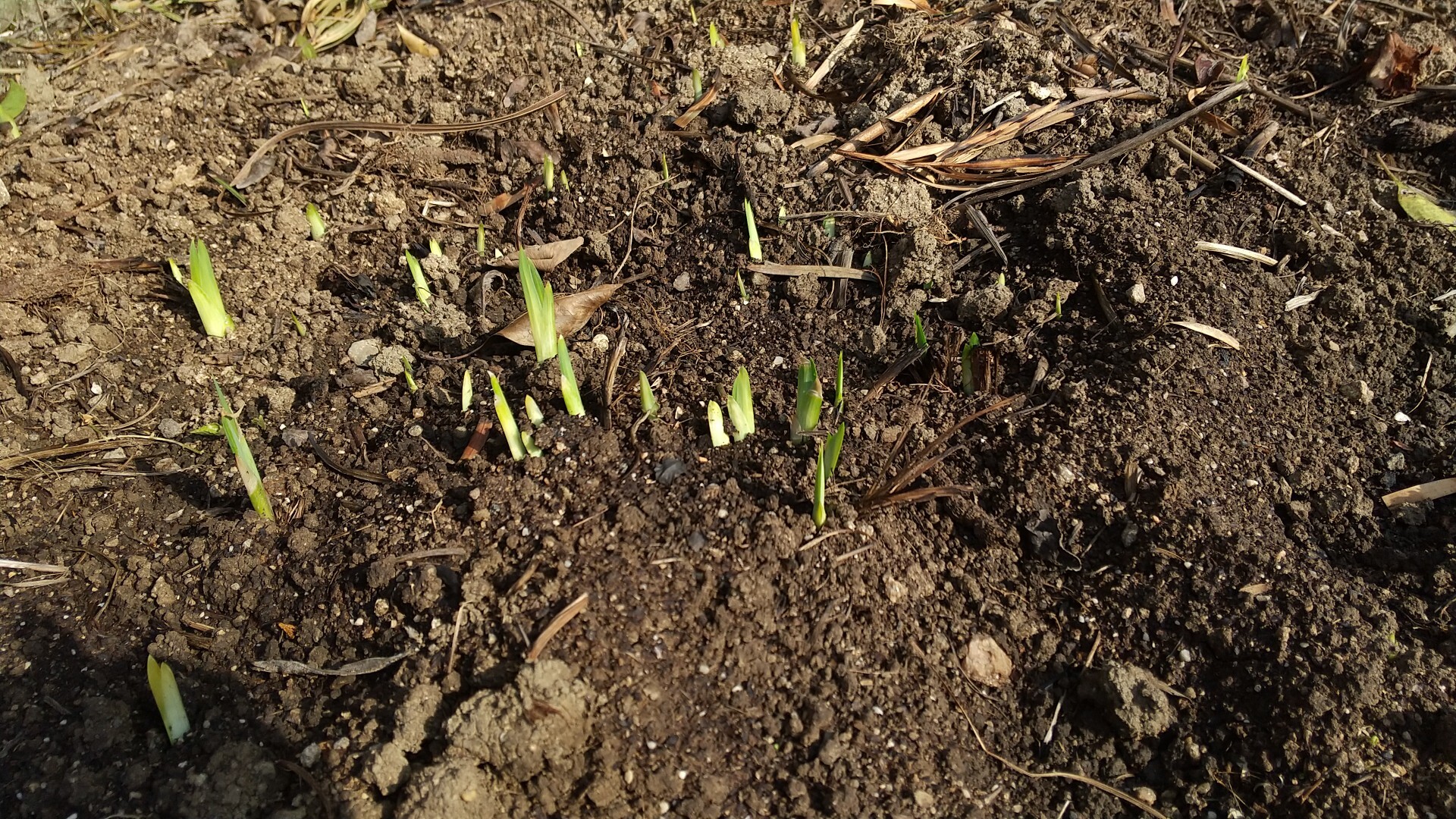 事後報告。先日の寒波に首をすくめた植物た... / あ~太郎さんのモーメント | YAMAP / ヤマップ