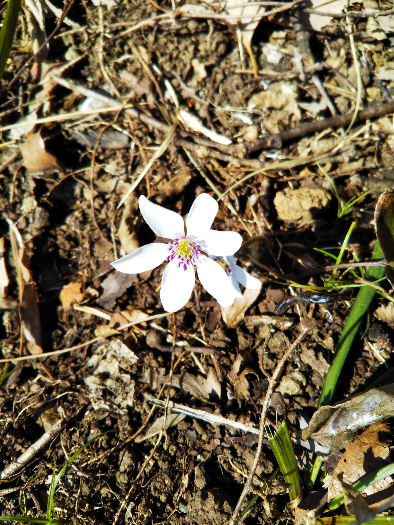 雪割草咲く三毳山 みかも山 2020 02 18 くっきーさんの三毳山 みかも山 の活動データ Yamap ヤマップ