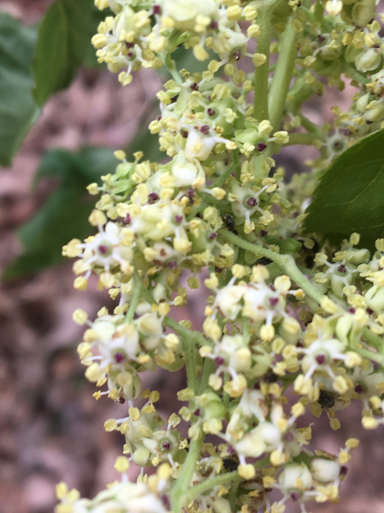 自然観察会 という贅沢 スミレ編 ほりさんの福島市の活動日記 Yamap ヤマップ