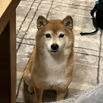 春みかん