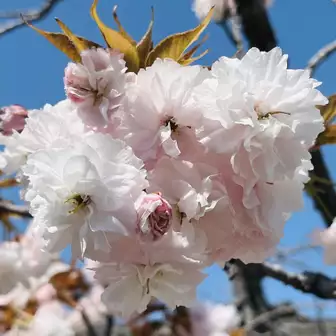 八重桜🌸