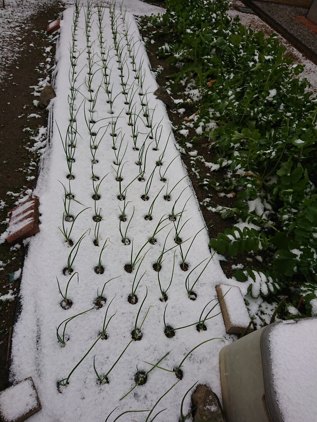 玉葱が 雪根開き 大晦 山のウグイス さんのモーメント Yamap ヤマップ