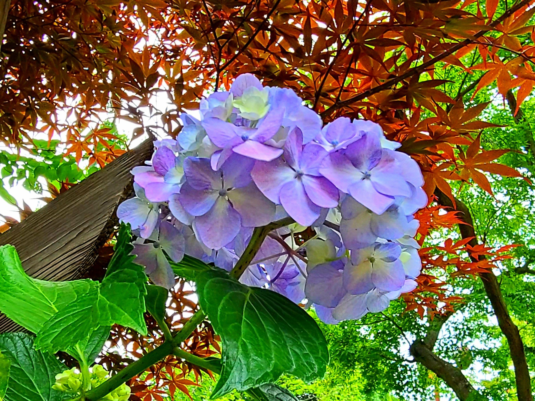 本土寺 あじさい通り 東部あじさい苑 Tommy さんのウォーキングの活動データ Yamap ヤマップ