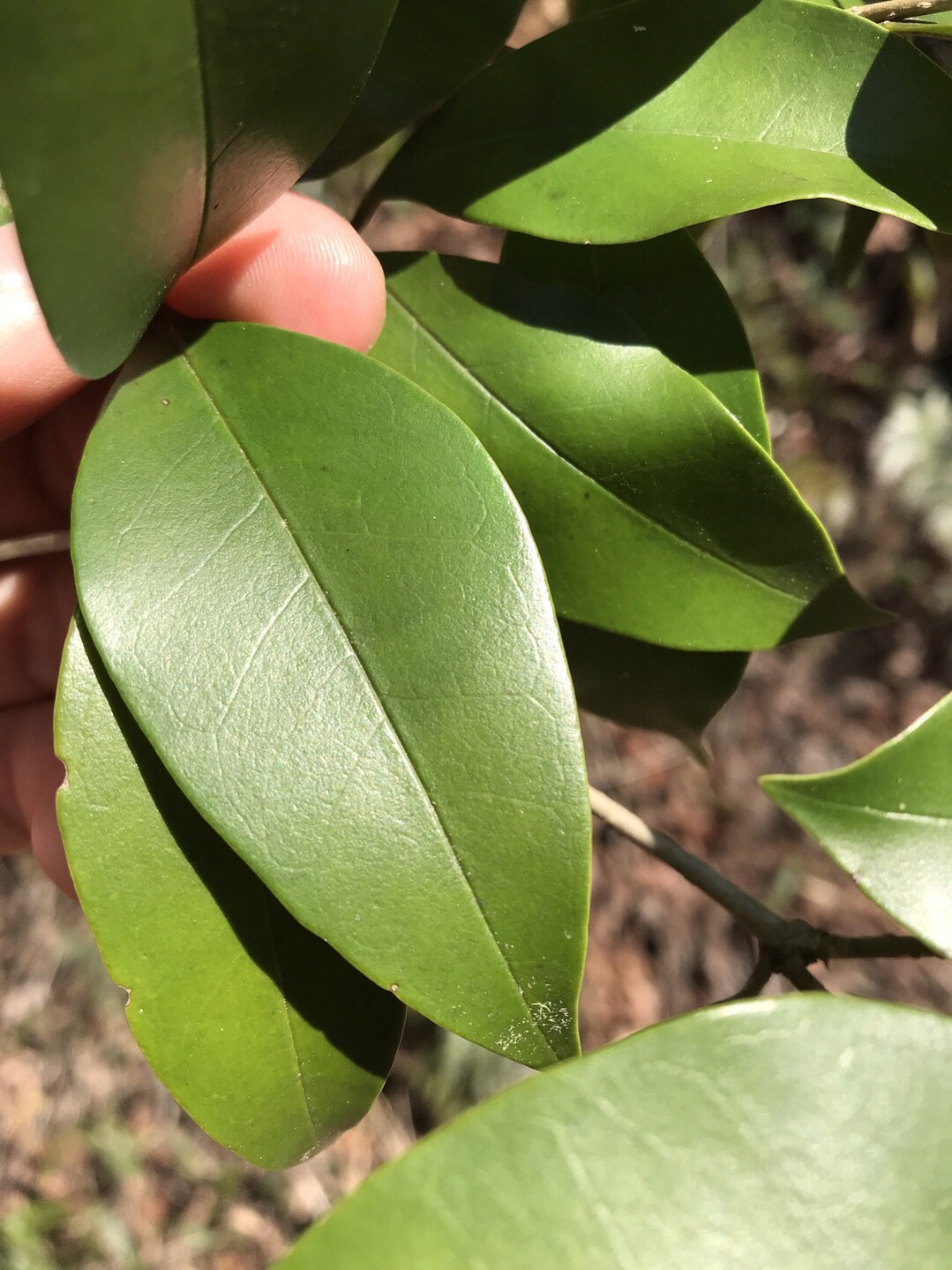 Jr住吉駅 住吉道 六甲山 魚屋道 打越峠 阪急岡本駅 六甲山 長峰山 摩耶山の写真15枚目 モチノキ 2 3 葉 葉は厚く 日 Yamap ヤマップ