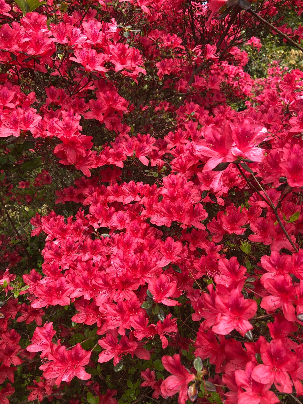 辻岳 鹿児島県 05 05 のりっこさんの辻岳 鹿児島県 の活動データ Yamap ヤマップ