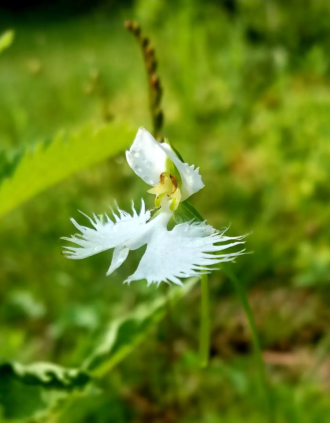 山門水源の森 湿原に舞う白い花 みねさんさんの東ヶ谷山 山門水源の森の活動データ Yamap ヤマップ