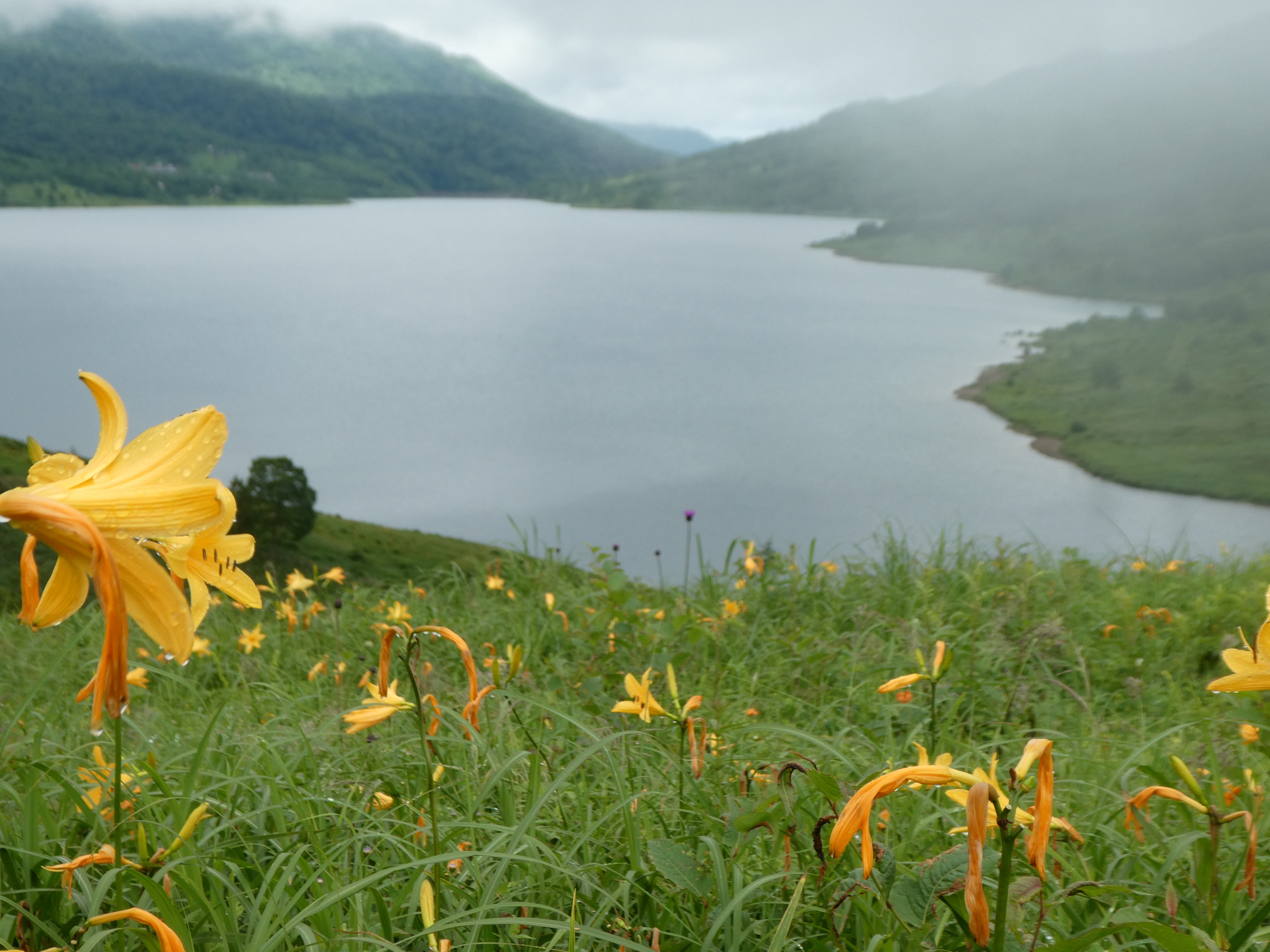 野反湖へノゾリキスゲとコマクサを見に 野反湖観光 アボボさんの高沢山 エビ山 大高山の活動日記 Yamap ヤマップ