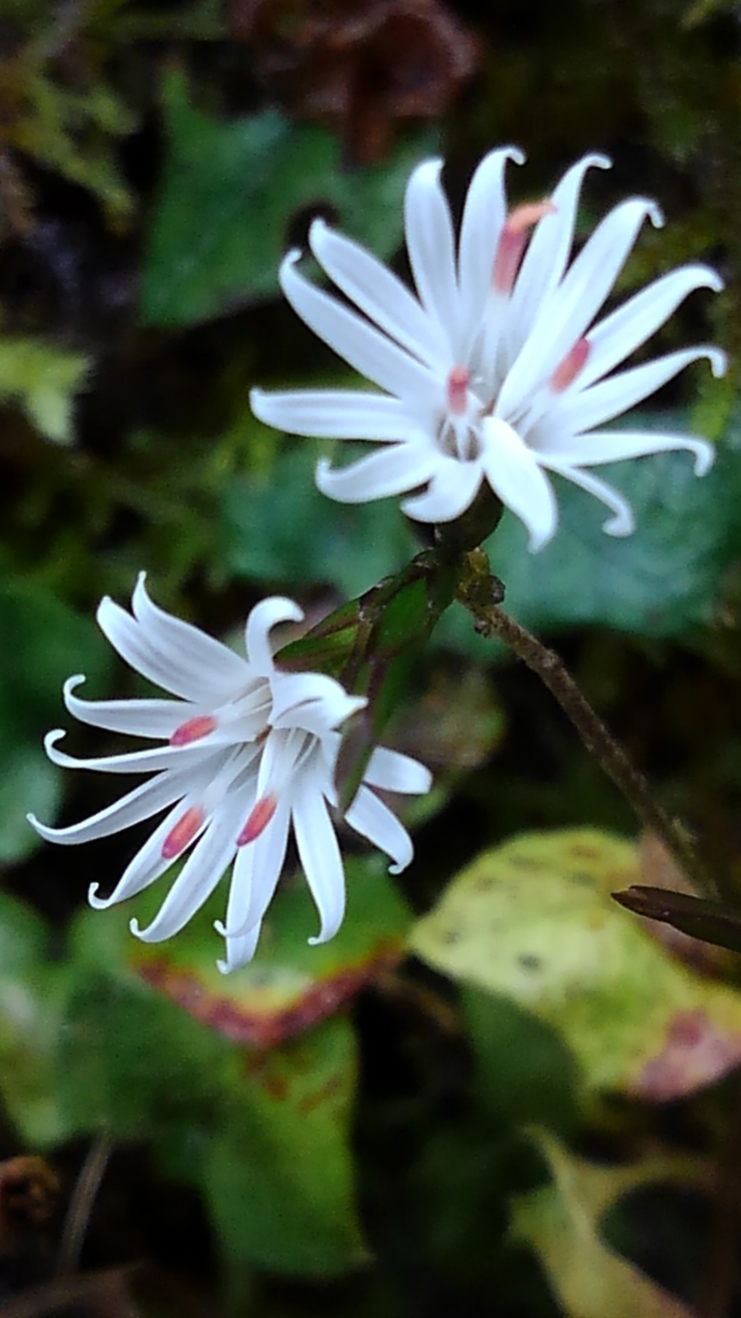 篁山珍しい花でしょ Takaさんの篁山の活動データ Yamap ヤマップ