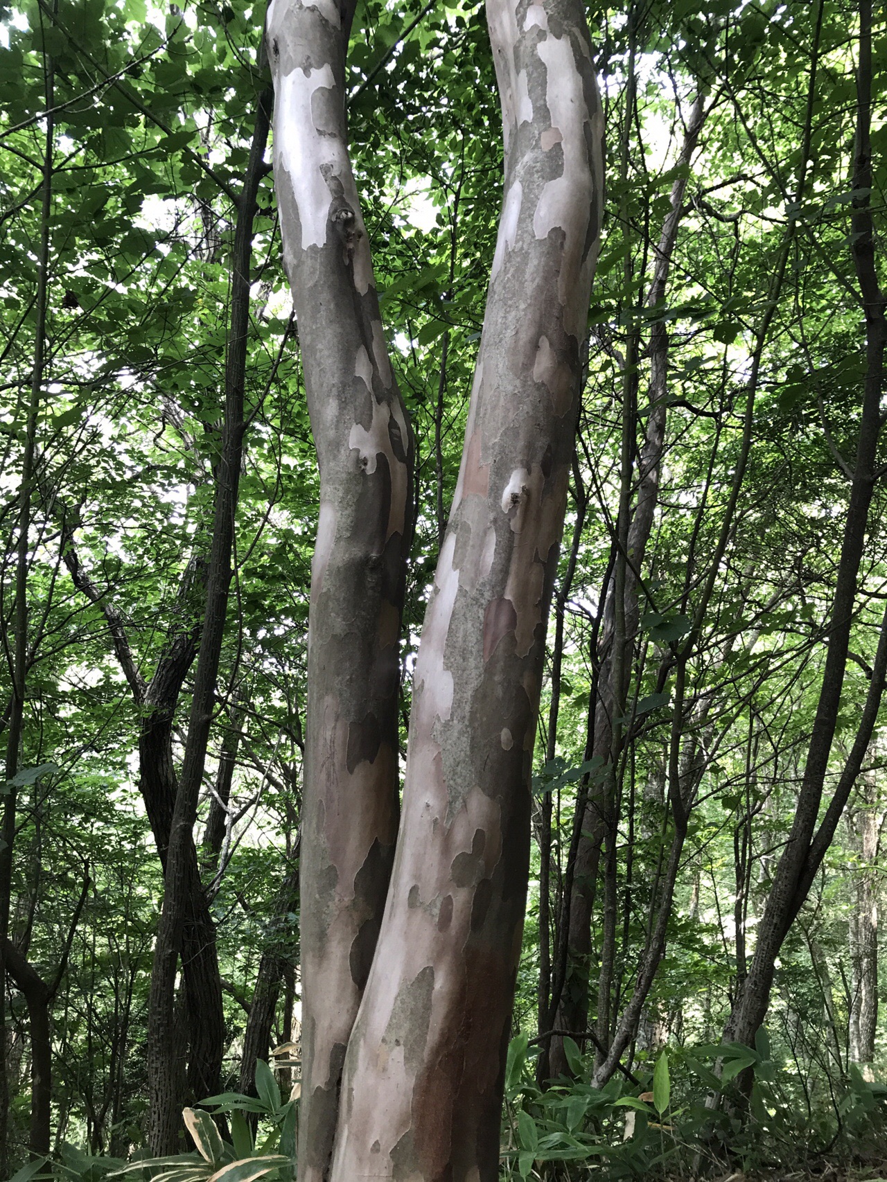 深入山 19 07 26 さとりやさんの深入山の活動日記 Yamap ヤマップ