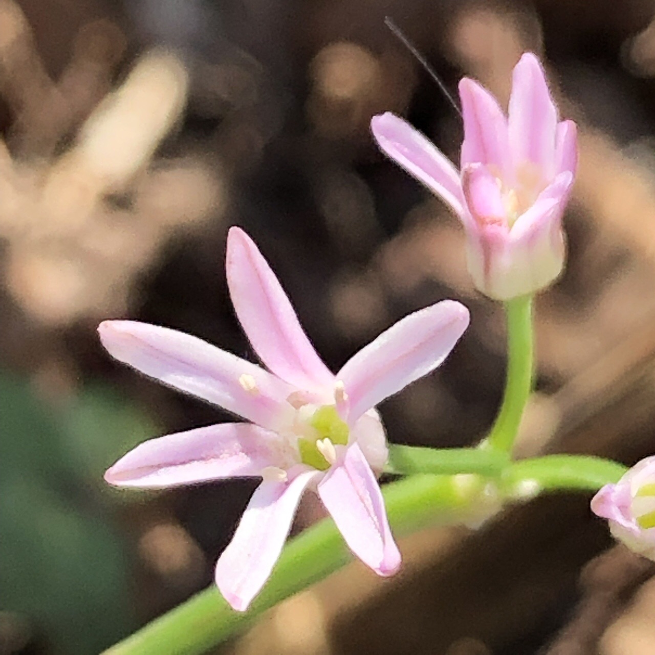 花の百名山 藤原岳 孫太尾根で花三昧 すてご も見つけた Uriuri4211さんの藤原岳 御池岳の活動日記 Yamap ヤマップ