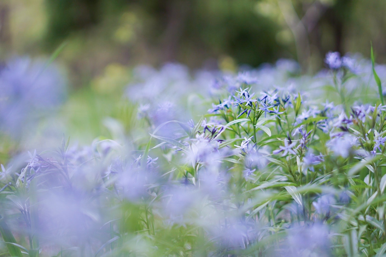 なまえのない はなずかん かおさんさんの観光の活動データ Yamap ヤマップ