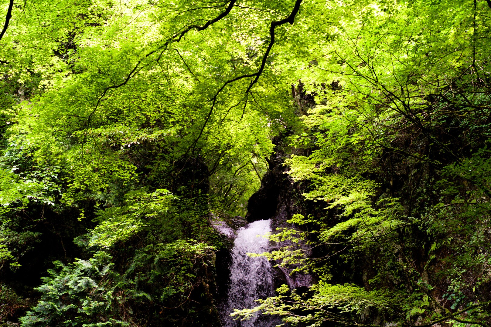 海沢渓谷 大岳山 御岳山 ケンさんの大岳山 御岳山 御前山の活動データ Yamap ヤマップ