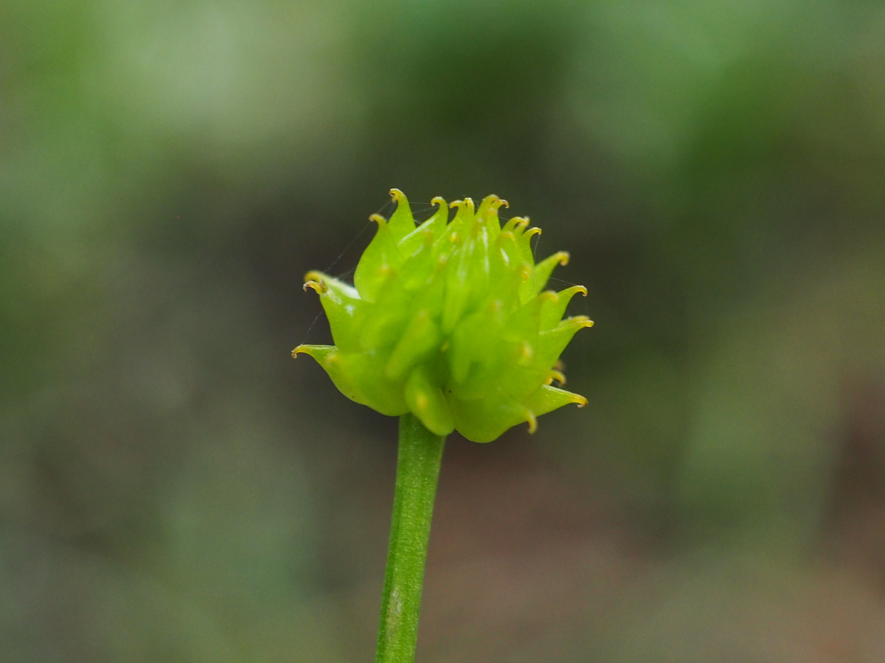 明星白金花歩き うらさんのハイキングの活動日記 Yamap ヤマップ