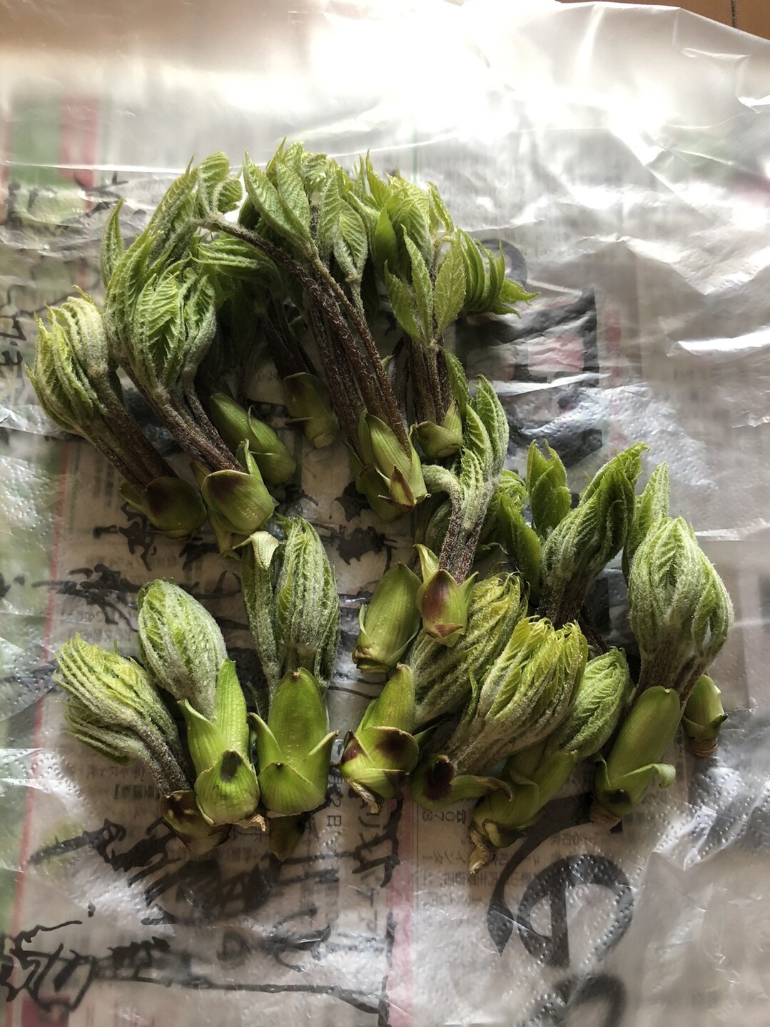 第30巻 コシアブラ山 大人げない たかやん さんの龍門山 飯盛山の活動日記 Yamap ヤマップ