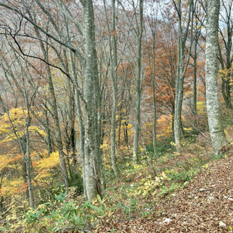 金剛堂山 麓の紅葉を楽しめました