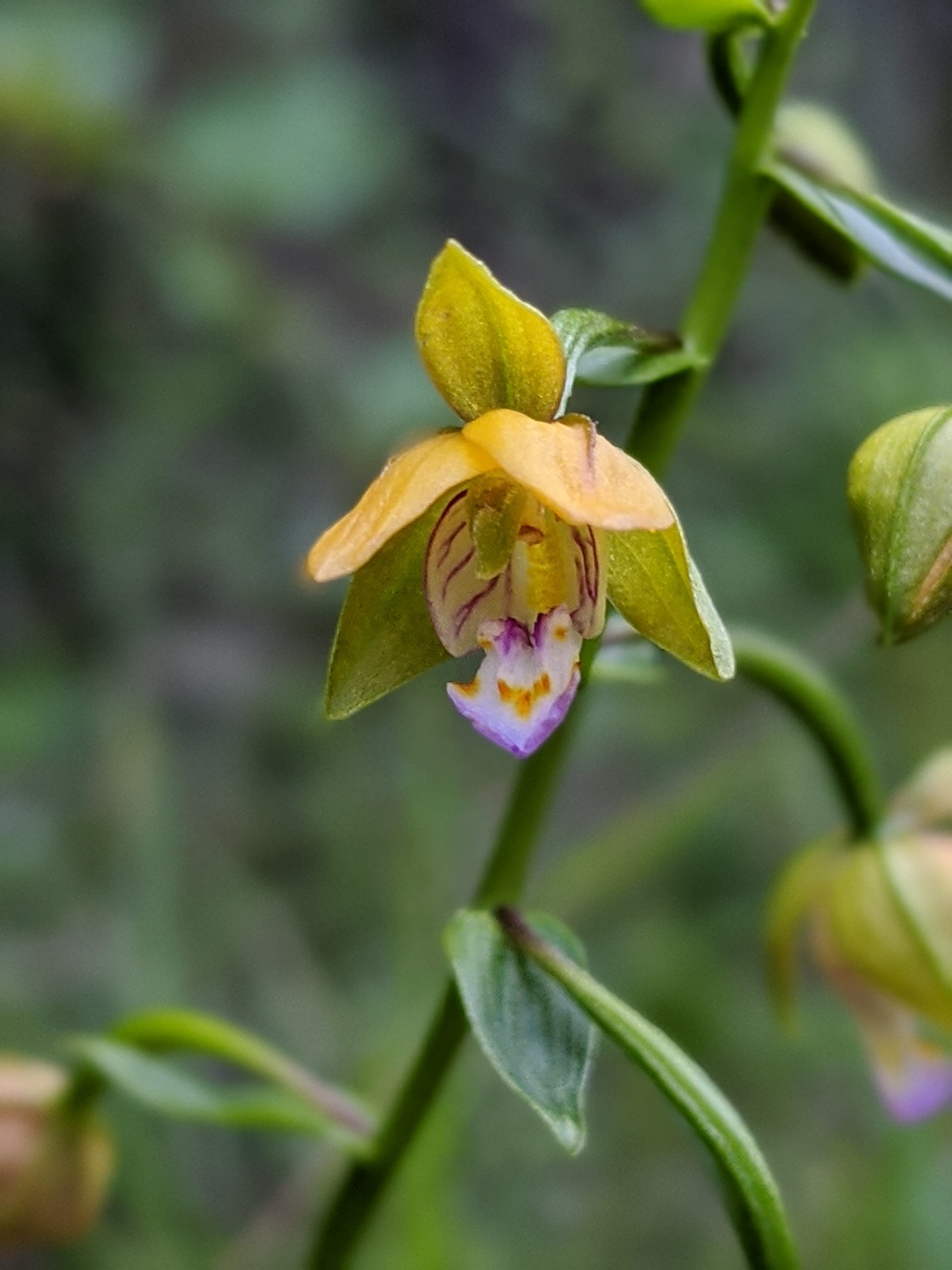 鏡山とお花との出会い きっこさんの三上山 鏡山の活動日記 Yamap ヤマップ