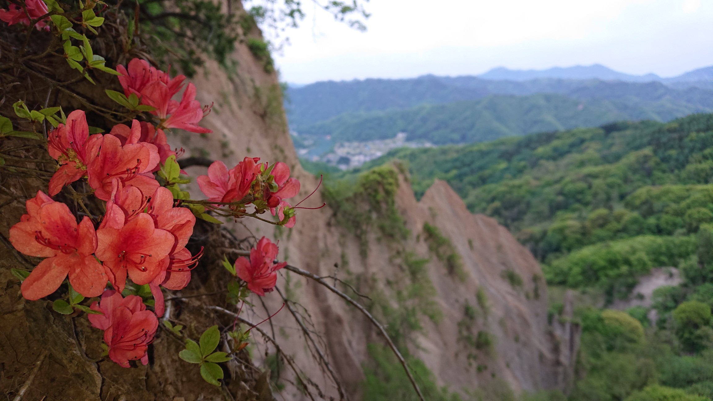 ポタ 大穴山 継子落としの崖 登山 怖い ヤンボーさんの大峰高原 鷹狩山の活動データ Yamap ヤマップ