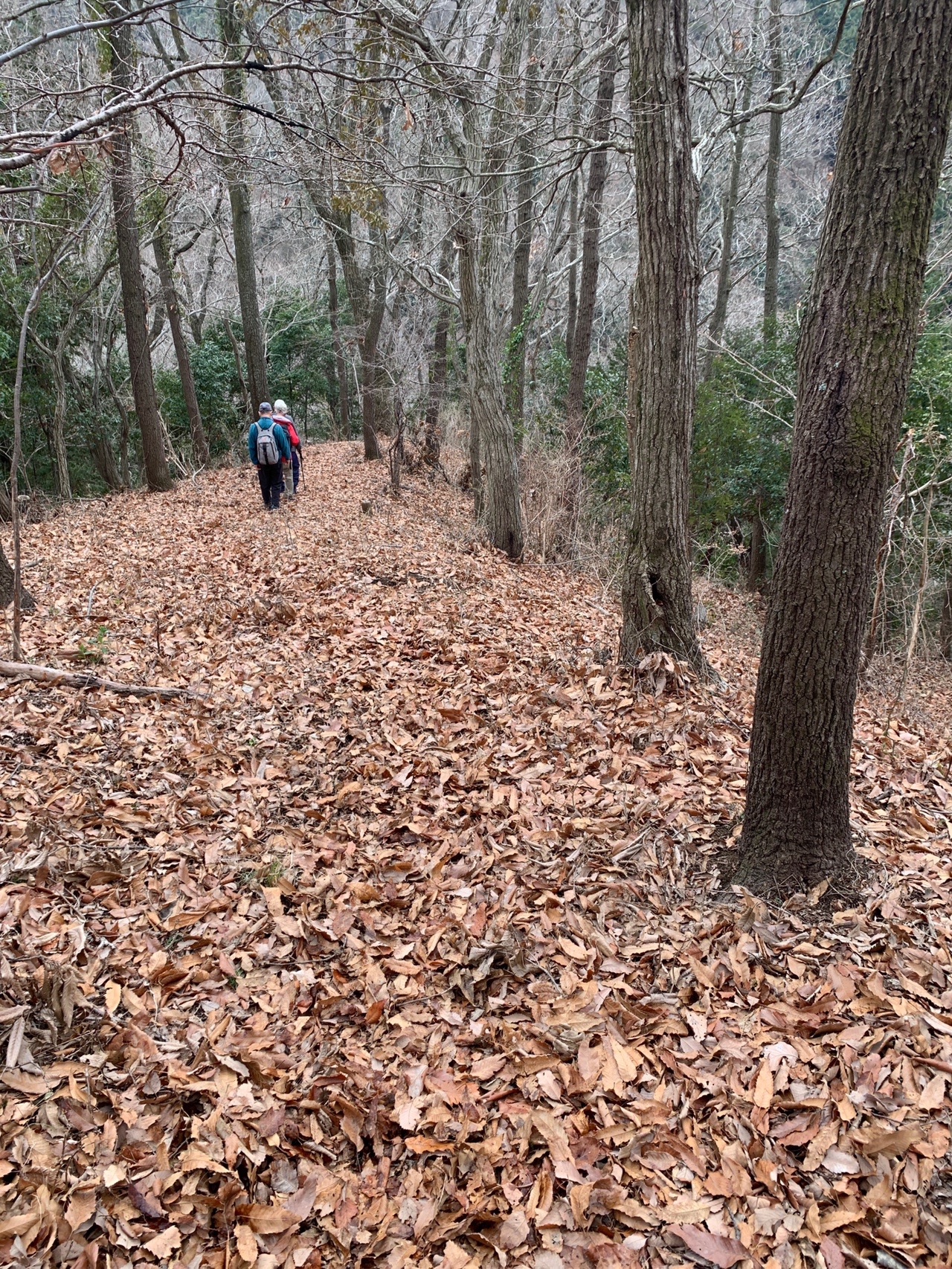 頭高山から神山滝 マルさんの高松山 松田町 山北町 大野山の活動日記 Yamap ヤマップ