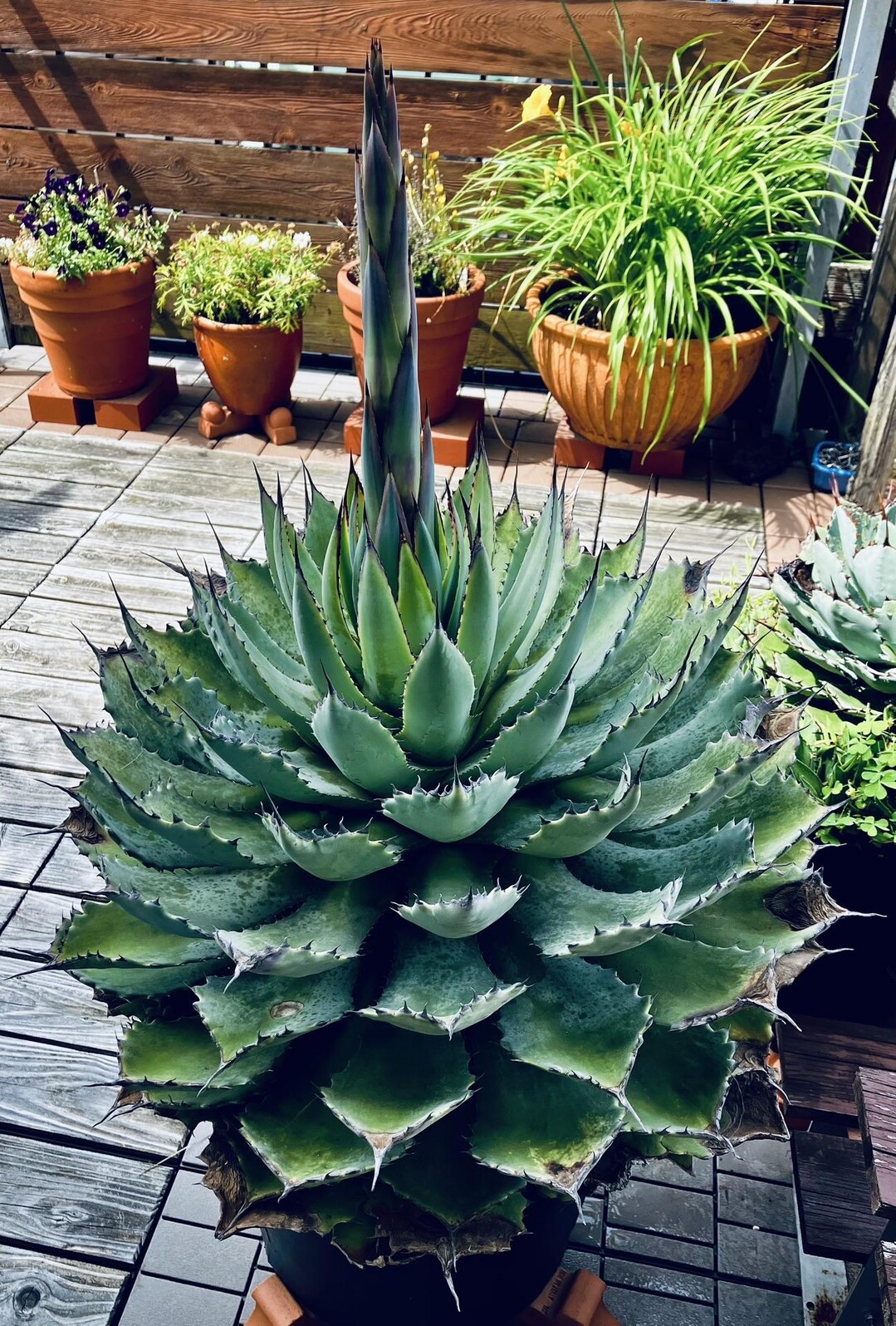 わが家ベランダのアガベ（パリー）花芽が上... / ryotaさんのモーメント YAMAP / ヤマップ