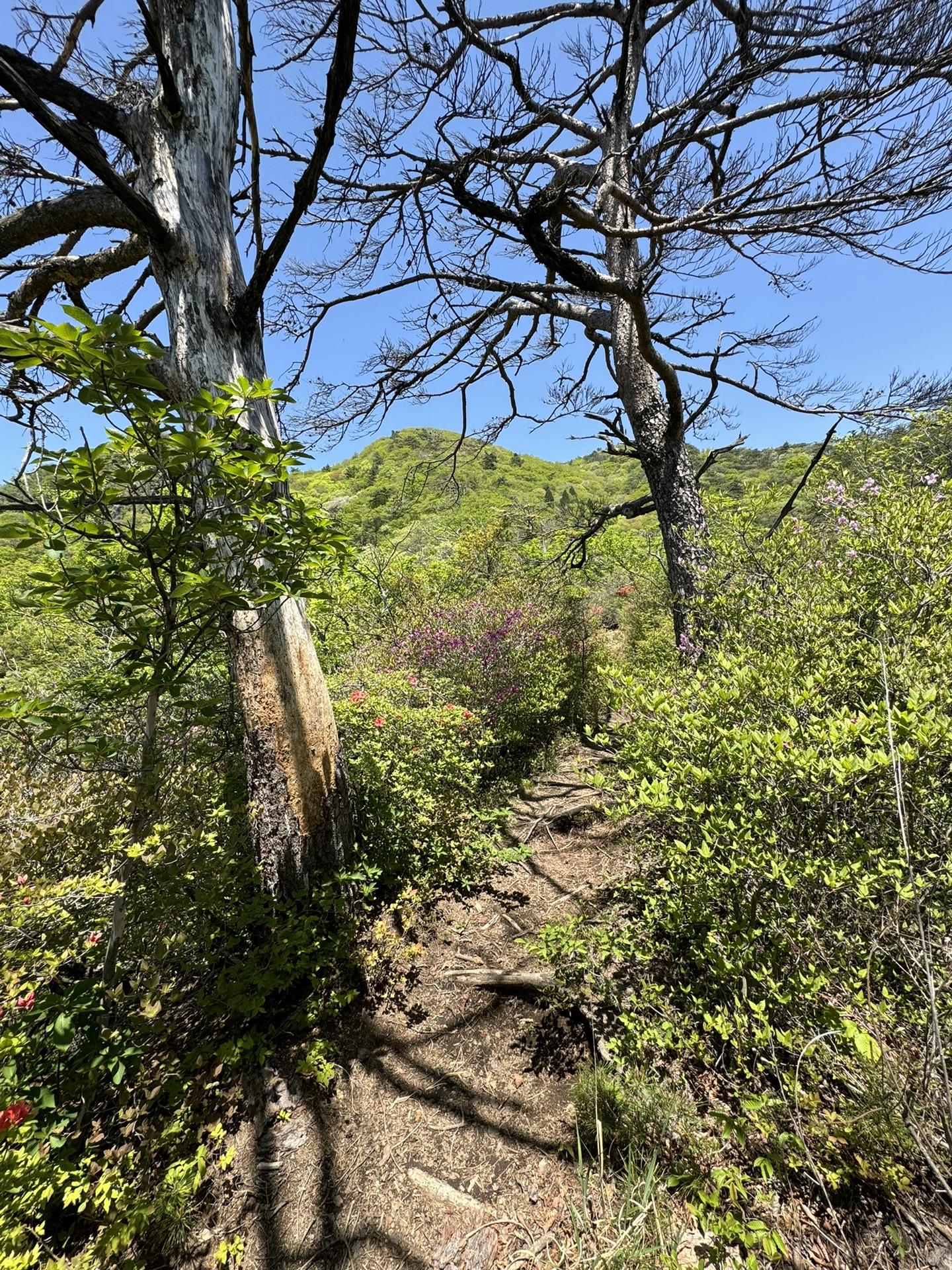 雨乞山から小野子山までの道は最高に景色もお花も美しかった！