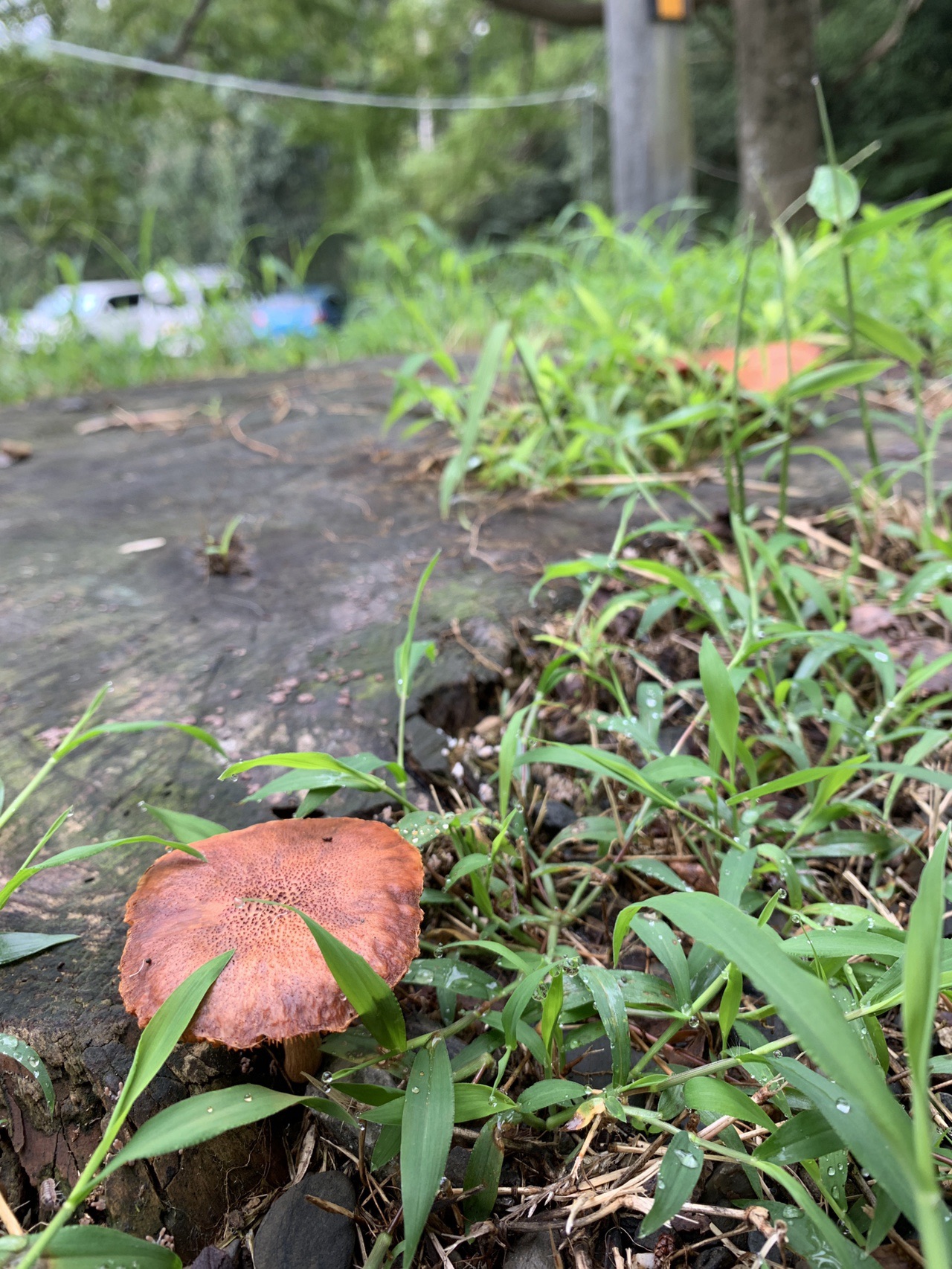 大文字山は現在きのこの山です カエンタケらしき個体も 19 09 01 ゆみさんの大文字山 如意ヶ嶽 稲荷山の活動日記 Yamap ヤマップ