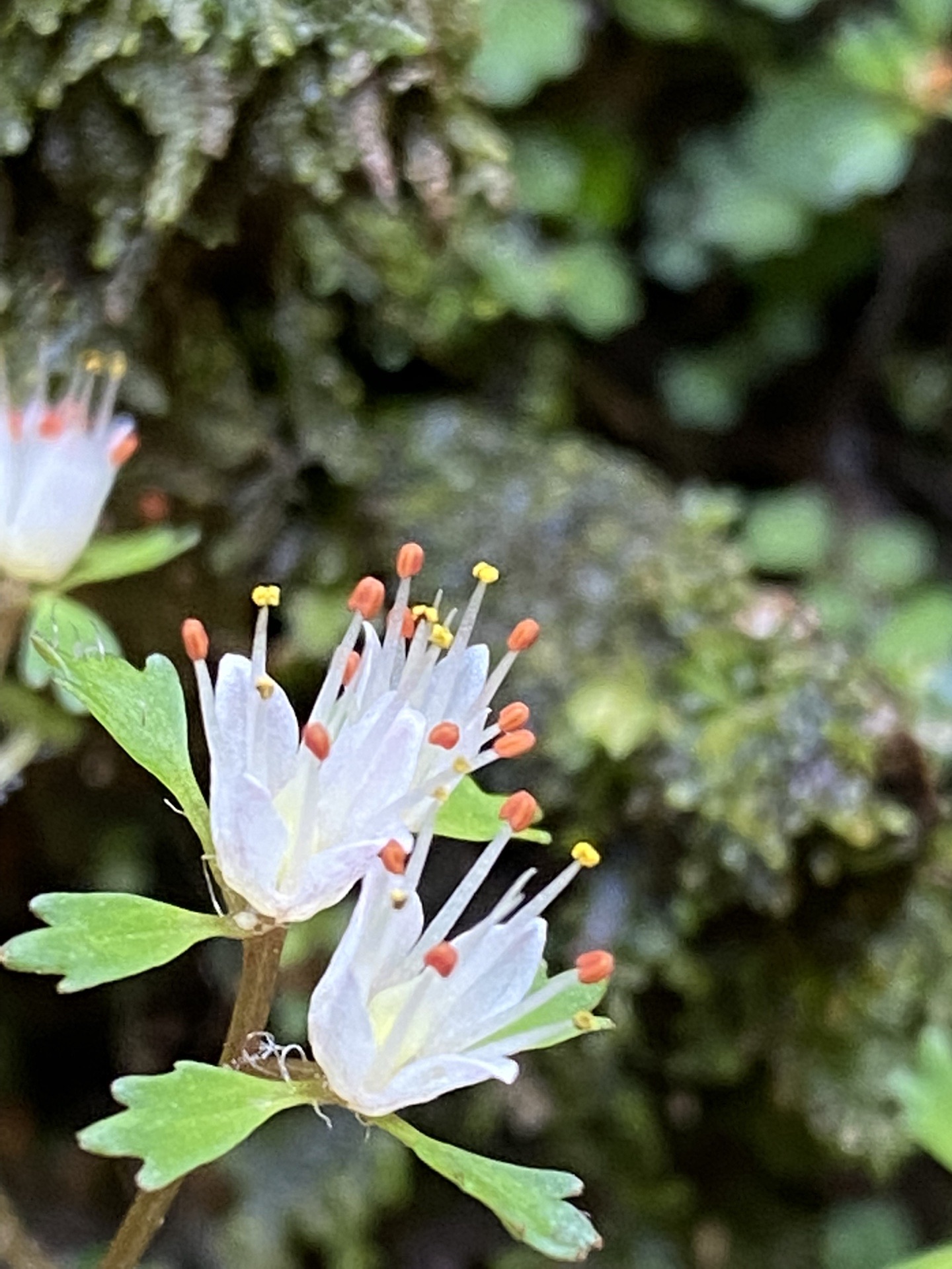 ミツマタの甘い香りに誘われて 不動尻ハイク Sasaharanさんの大山の活動日記 Yamap ヤマップ
