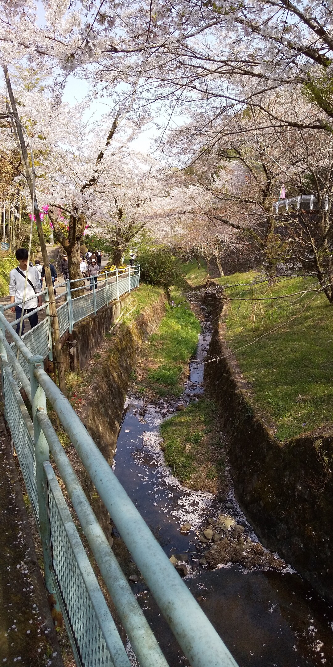 飯山白山森林公園の桜 と山ランチ 神奈川県 19 04 07 マモくんさんの大山の活動日記 Yamap ヤマップ