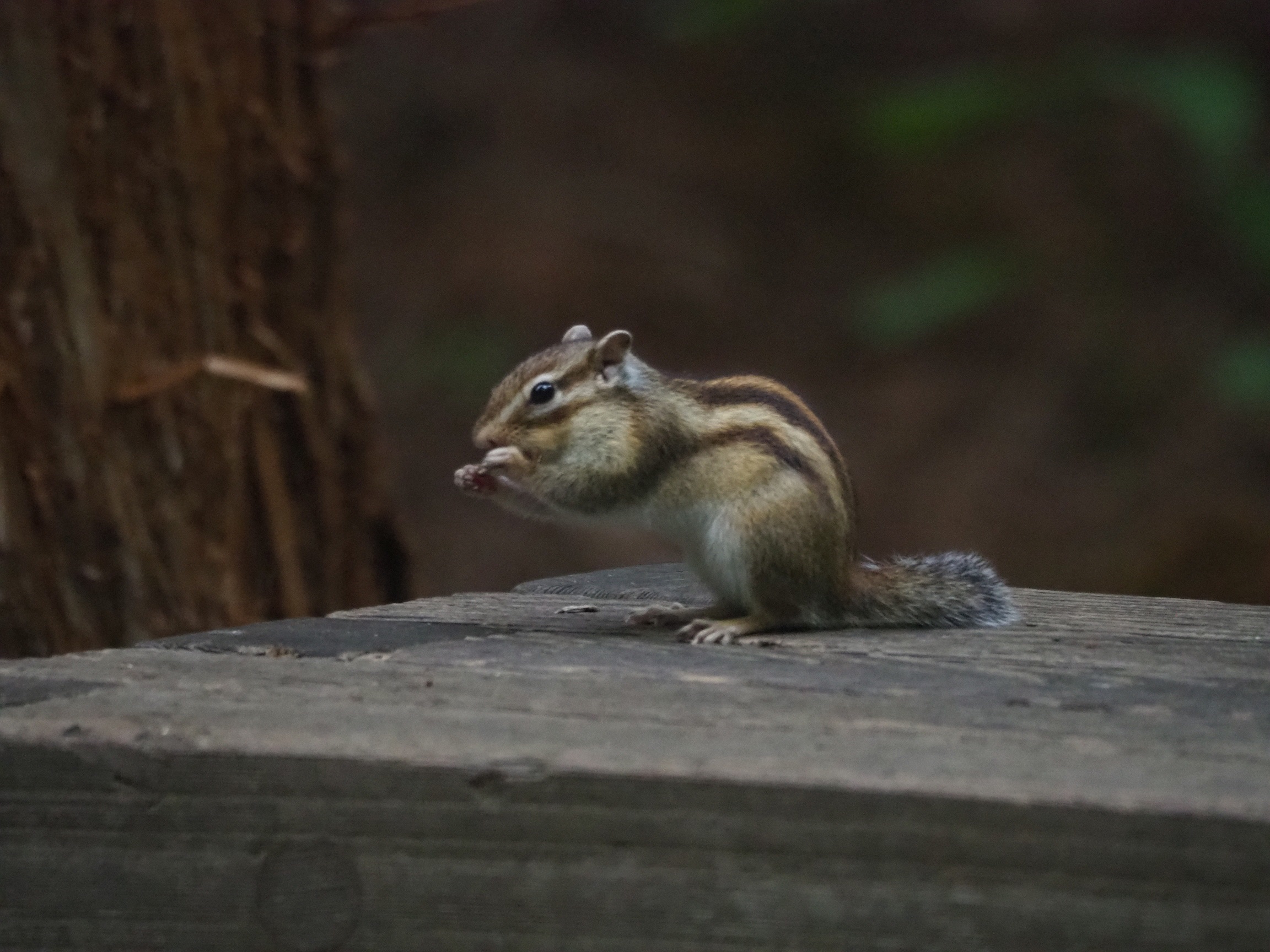 円山公園 オシドリのヒナを求めて 06 24 なきうさじぃーさんのウォーキングの活動データ Yamap ヤマップ