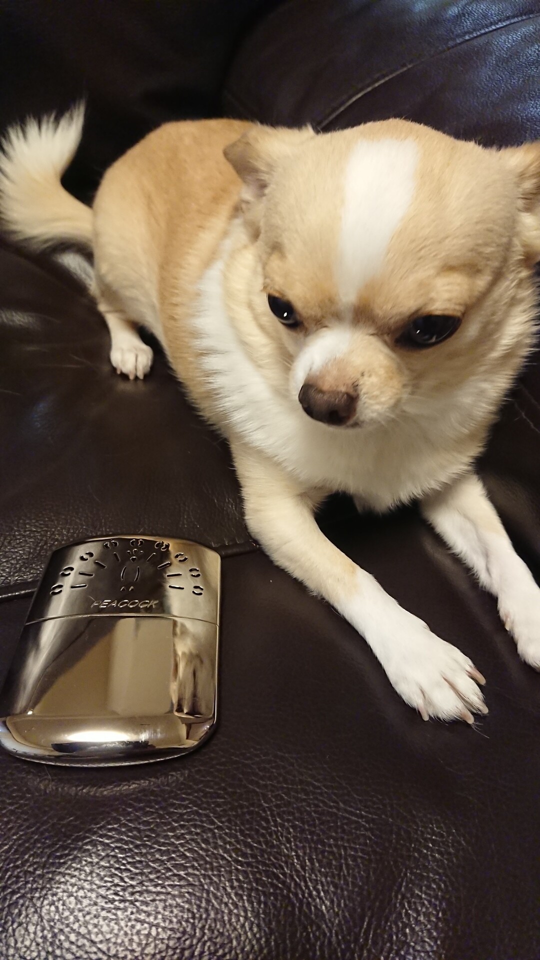 Hakkinカイロを購入しました 一 ぬこさんのモーメント Yamap ヤマップ