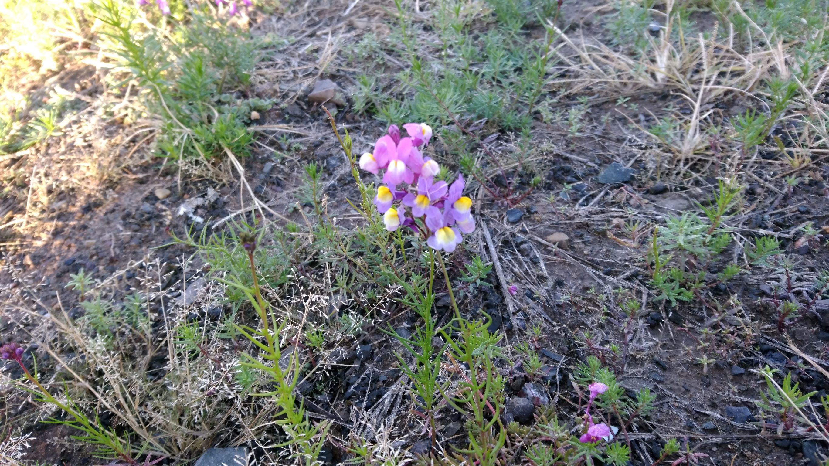 遠賀川河口の里山周回 芦屋エリア 魚見山 洞山 狩尾山 廟所山 築山 城山 権現堂山 祇園山 Binさんの多賀山 豊前坊山 明神ヶ辻山の活動日記 Yamap ヤマップ