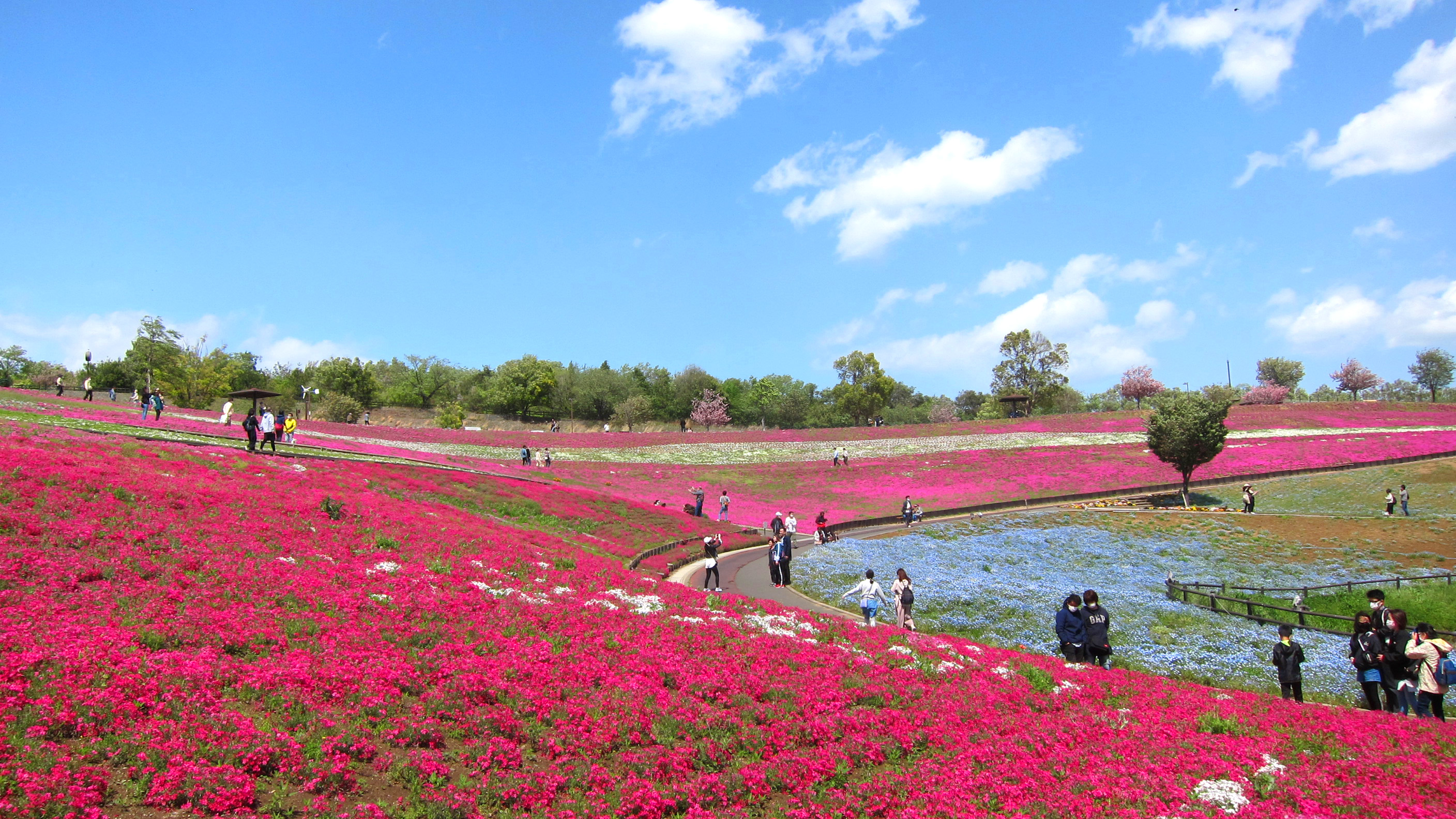 八王子山公園の芝桜 太田市 しまりすさんの金山 新田金山 八王子丘陵の活動データ Yamap ヤマップ