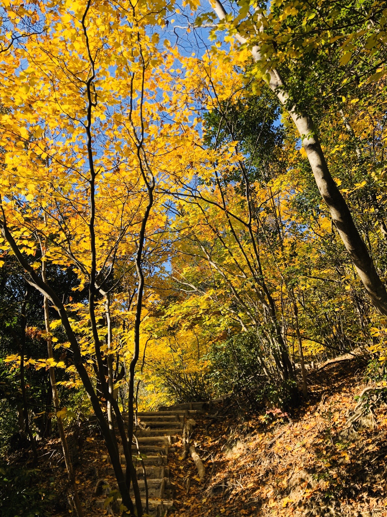 まさかの紅葉満開 猿投山 17回目 19 11 16 土 ぱんださんの猿投山 物見山の活動データ Yamap ヤマップ