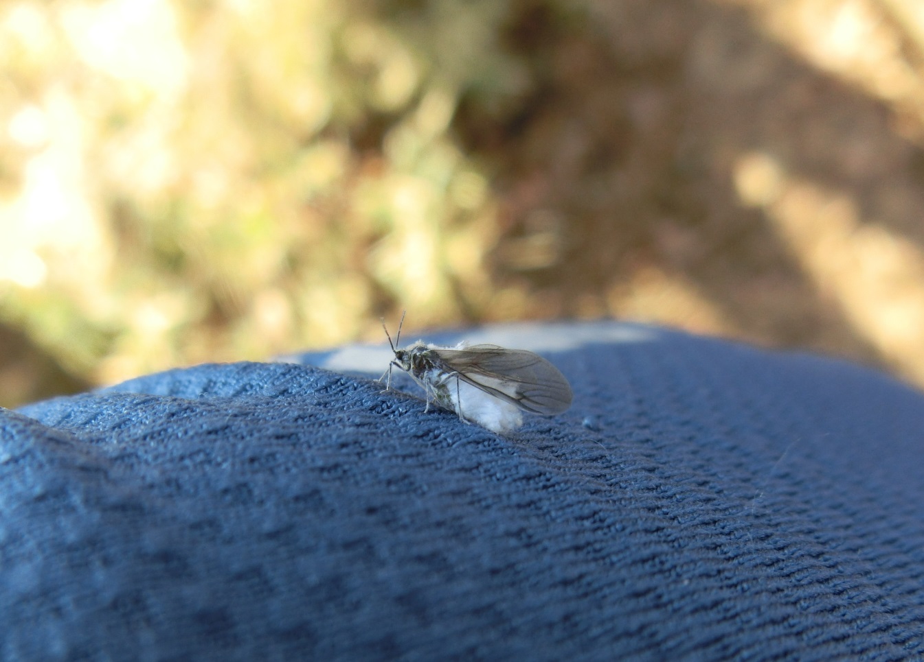 秋の大山登山 お礼参りとnewアイテム携えて 子連れ あんこさんの大山の活動日記 Yamap ヤマップ