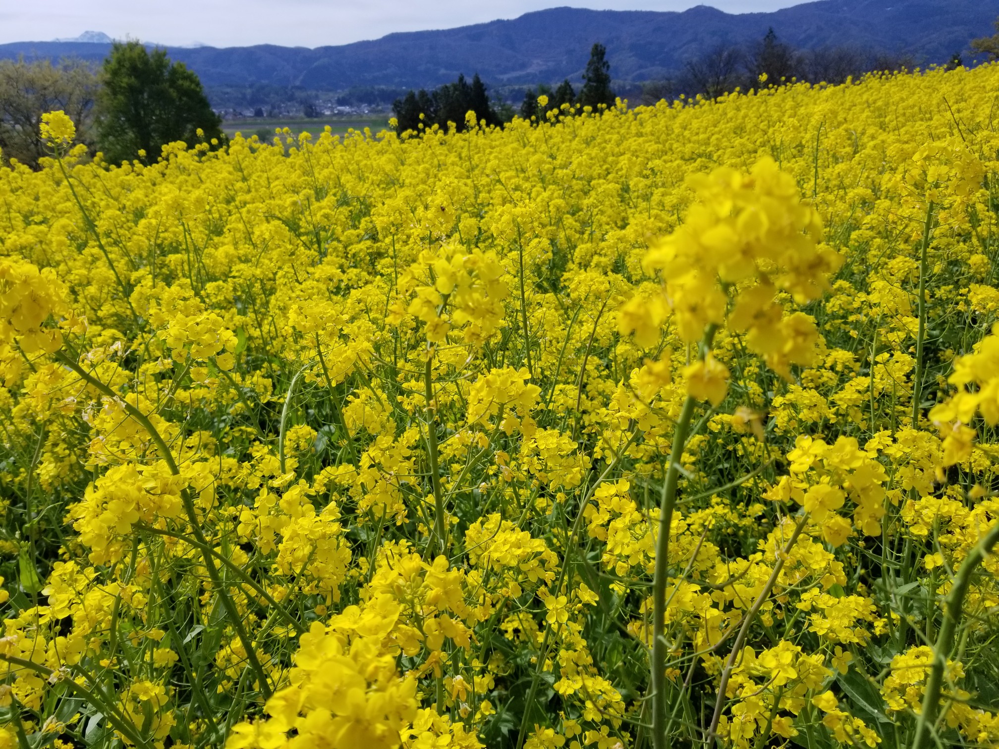 21 04 27 飯山菜の花公園と妙高いもり池 ぽいちさんのウォーキングの活動データ Yamap ヤマップ