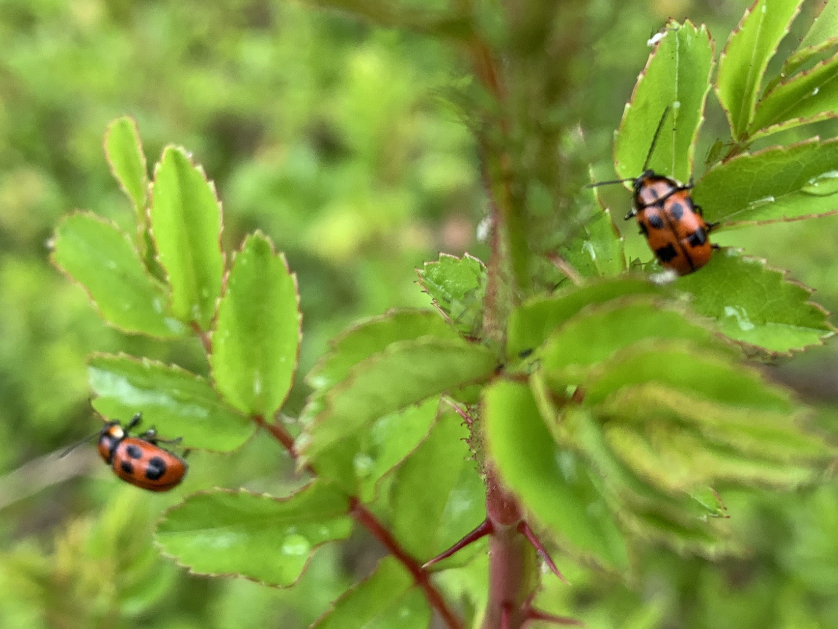 もどき てんとう 虫