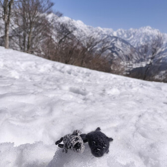 千石城山 本日の相棒