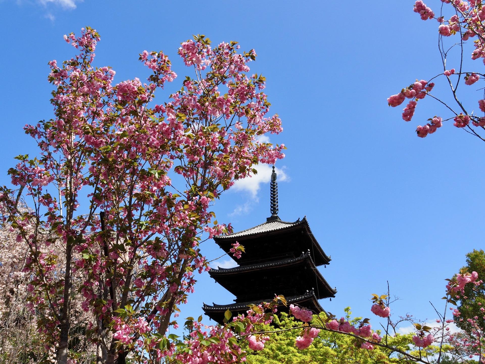 2023年4月8日 (土) 仁和寺、龍... / まさちゃんさんのモーメント | YAMAP / ヤマップ