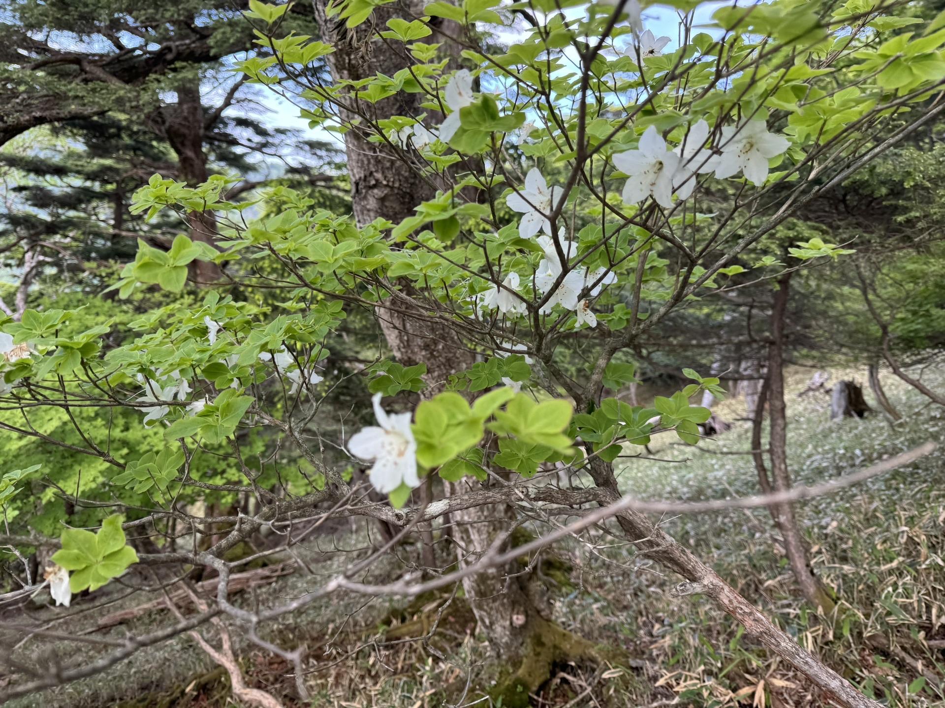 皇海山・袈裟丸山・庚申山 シロヤシオ🌸