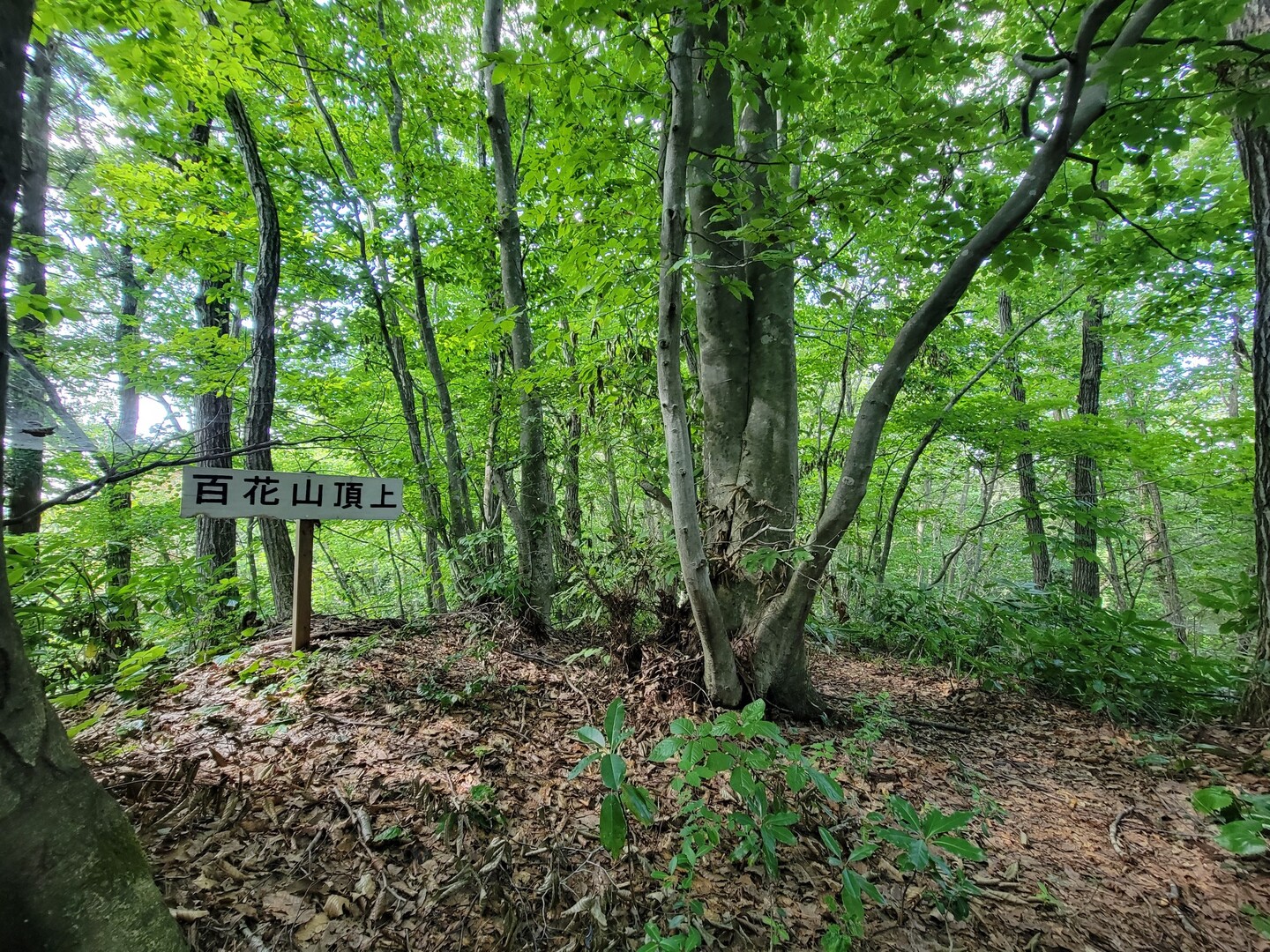 百花山・薬師山 / 五人張源八さんの粟ヶ岳・權ノ神岳・宝蔵山の活動データ YAMAP / ヤマップ