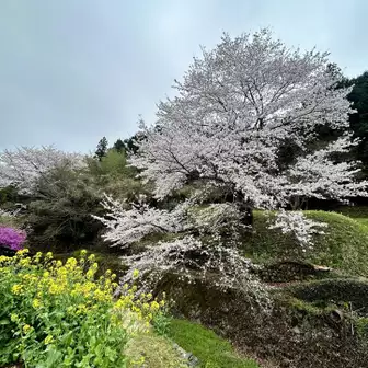 立派な桜と菜の花🌸
春だなぁ✨