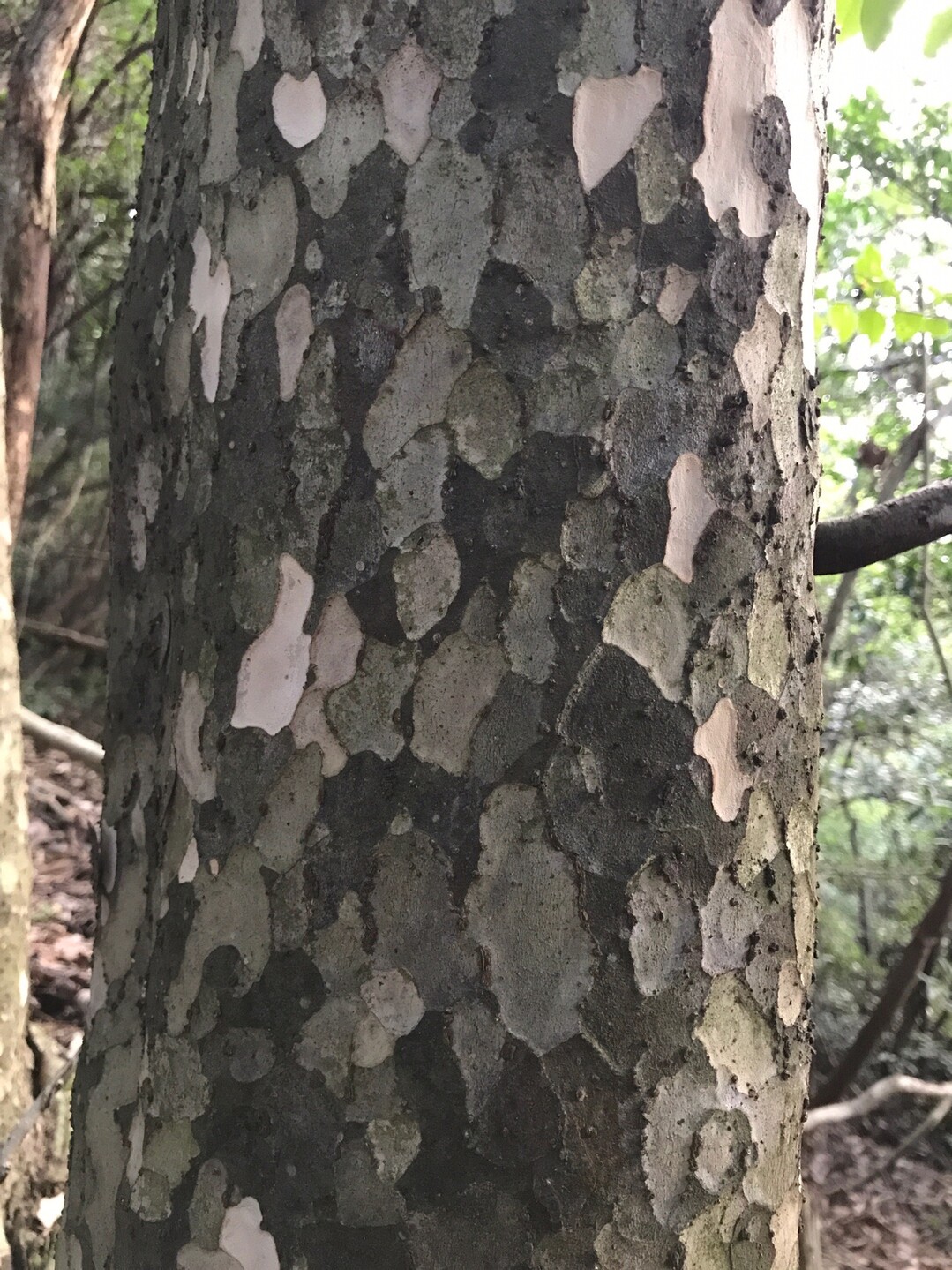 アサギマダラ呉市九嶺1 2向尾山 愛宕山 大根山 鉢巻山 大庭山 市原山 大迫山 灰ヶ峰 歩さんの鉢巻山 烏帽子岩山 灰ヶ峰の活動日記 Yamap ヤマップ