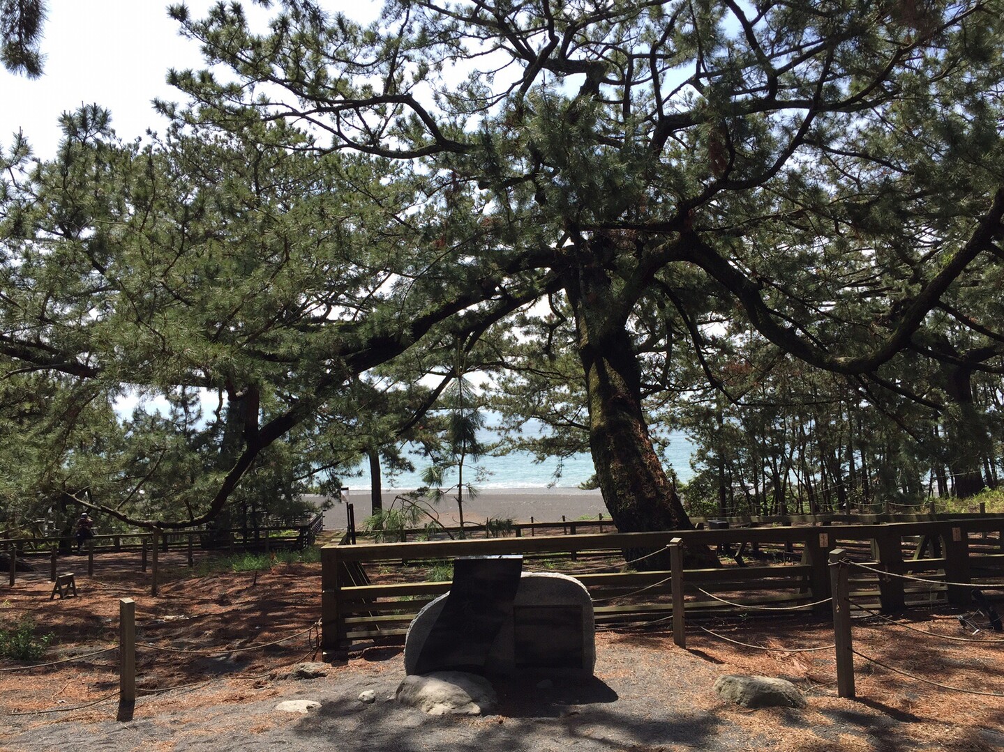 清水駅から三保水上バスまで周遊ウォーキング ポタトさんの静岡市 清水区 の活動日記 Yamap ヤマップ